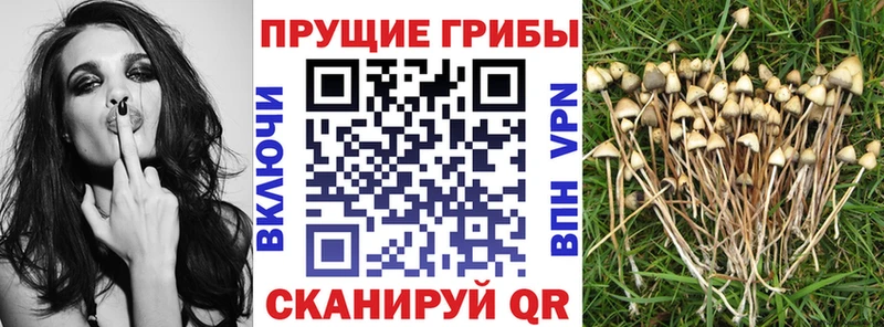 где купить наркотик  гидра ТОР  Псилоцибиновые грибы MAGIC MUSHROOMS  Челябинск 